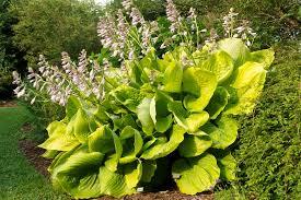 3 Sum and Substance Hosta Bareroot